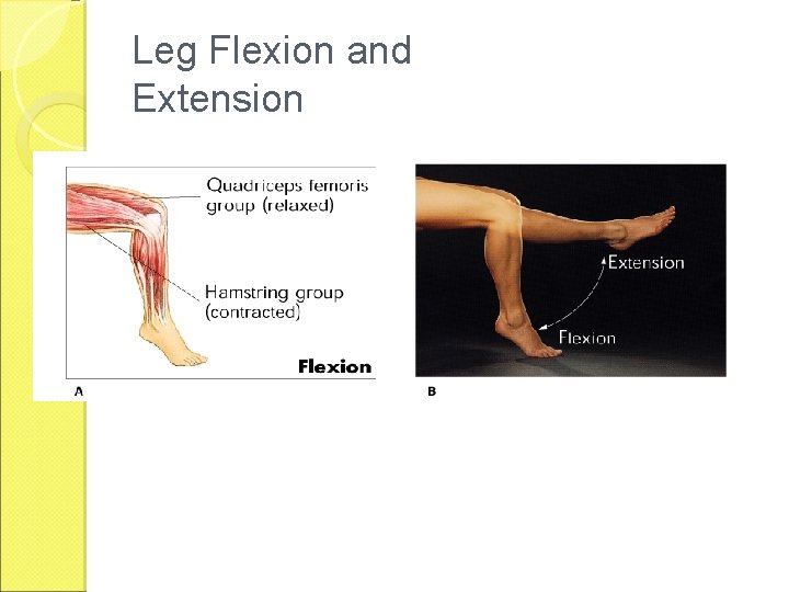 Leg Flexion and Extension 