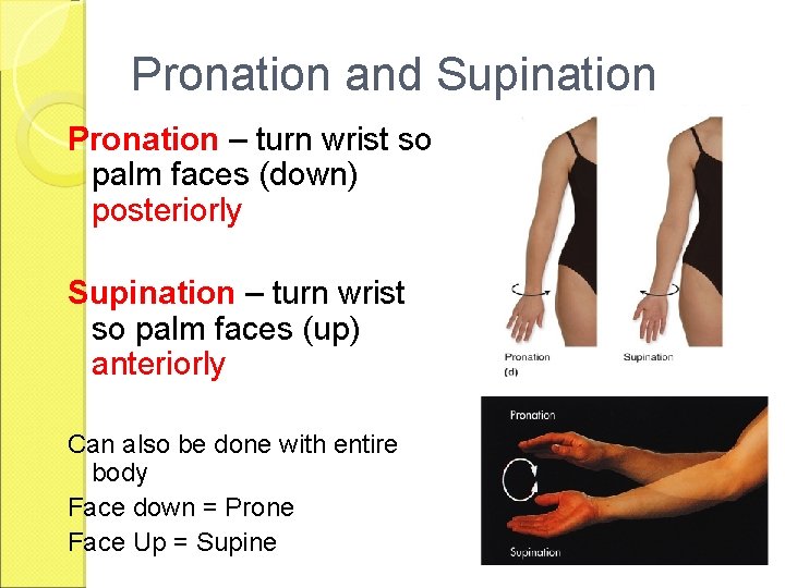 Pronation and Supination Pronation – turn wrist so palm faces (down) posteriorly Supination –