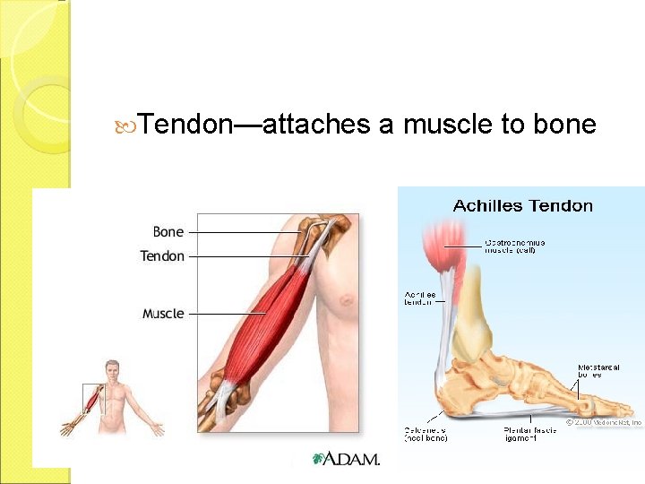  Tendon—attaches a muscle to bone 