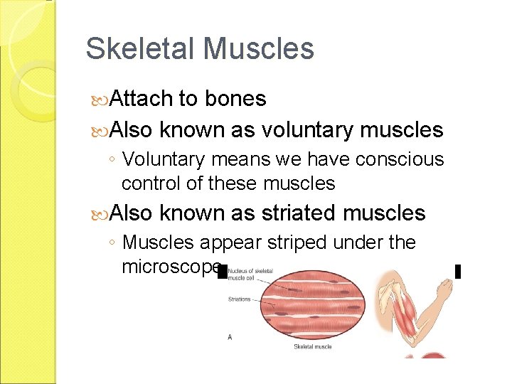 Skeletal Muscles Attach to bones Also known as voluntary muscles ◦ Voluntary means we