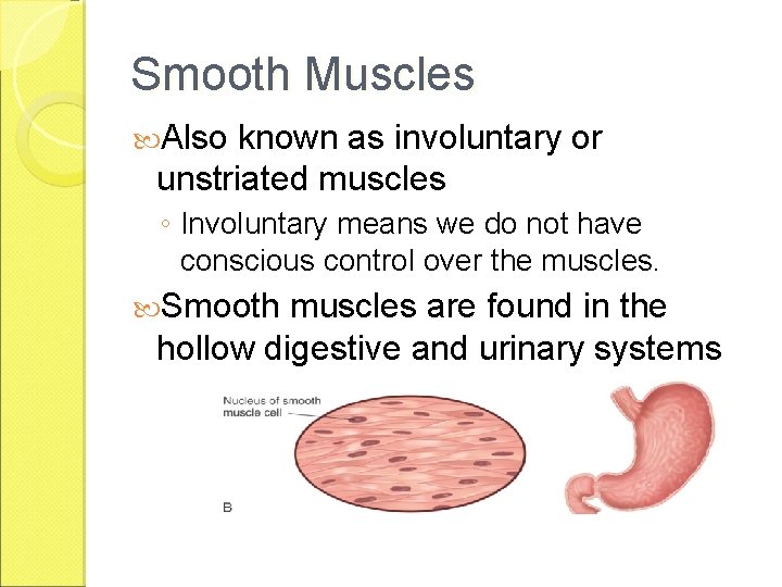 Smooth Muscles Also known as involuntary or unstriated muscles ◦ Involuntary means we do