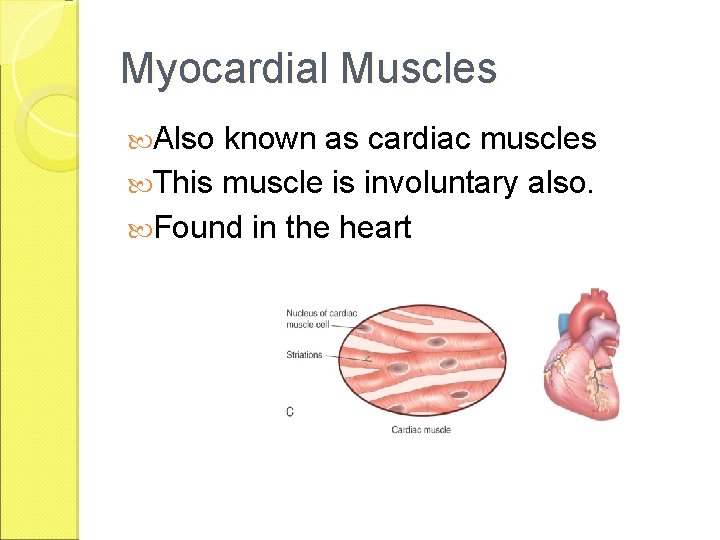 Myocardial Muscles Also known as cardiac muscles This muscle is involuntary also. Found in