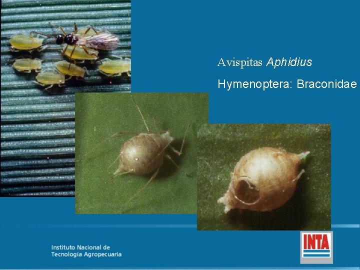 Avispitas Aphidius Hymenoptera: Braconidae 