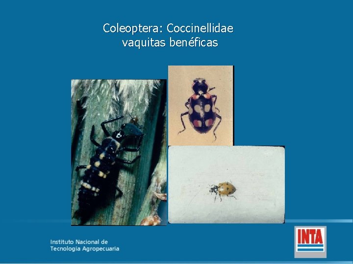 Coleoptera: Coccinellidae vaquitas benéficas 