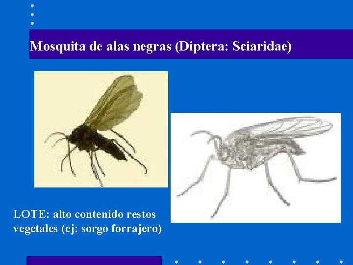 Mosquita de alas negras (Diptera: Sciaridae) LOTE: alto contenido restos vegetales (ej: sorgo forrajero)