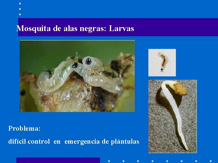 Mosquita de alas negras: Larvas Problema: difícil control en emergencia de plántulas 