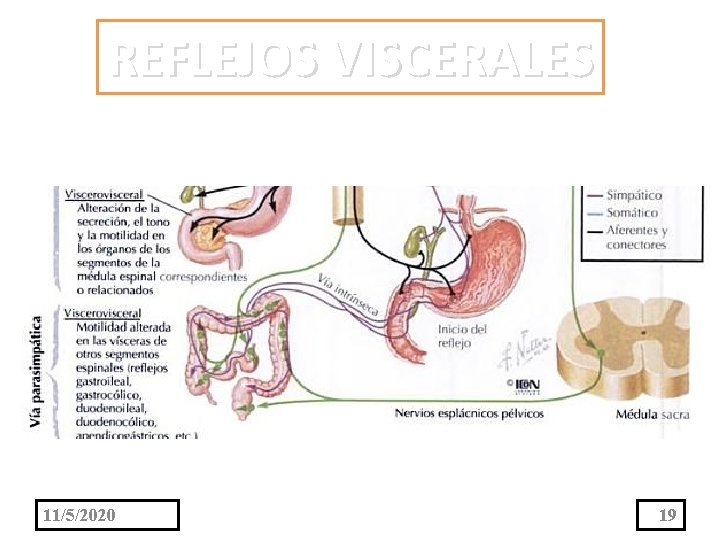 REFLEJOS VISCERALES 11/5/2020 19 