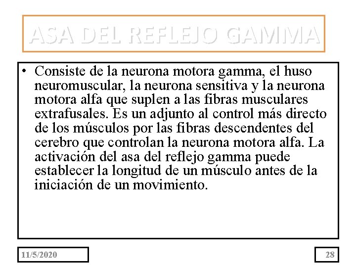 ASA DEL REFLEJO GAMMA • Consiste de la neurona motora gamma, el huso neuromuscular,