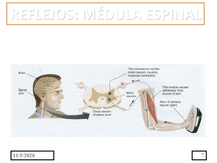 REFLEJOS: MÉDULA ESPINAL 11/5/2020 7 