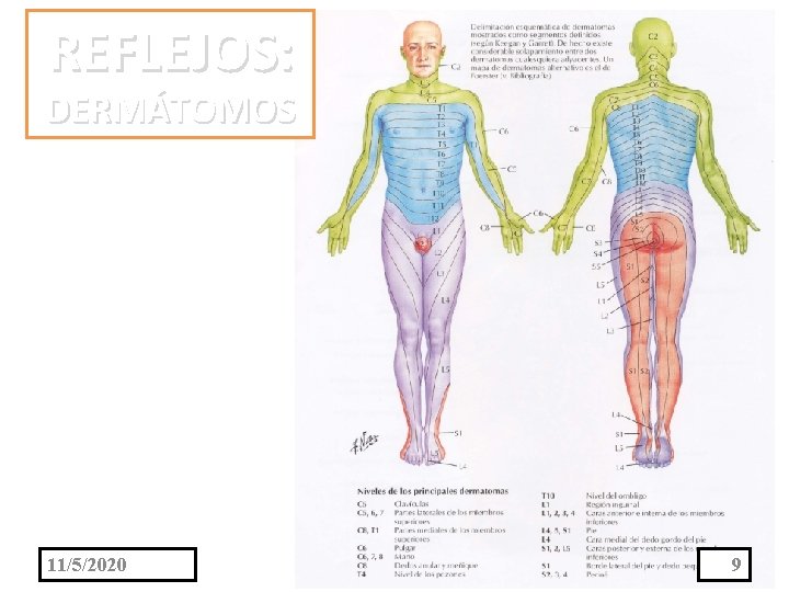 REFLEJOS: DERMÁTOMOS 11/5/2020 9 