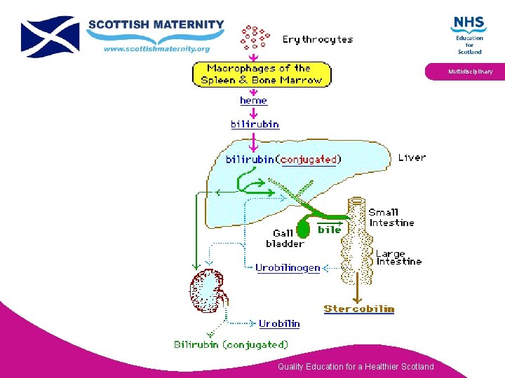 Multidisciplinary Quality Education for a Healthier Scotland 