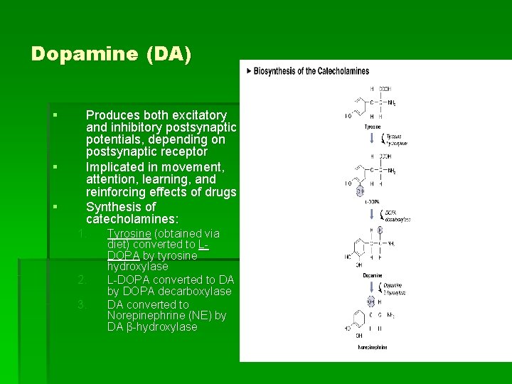 Dopamine (DA) § § § Produces both excitatory and inhibitory postsynaptic potentials, depending on