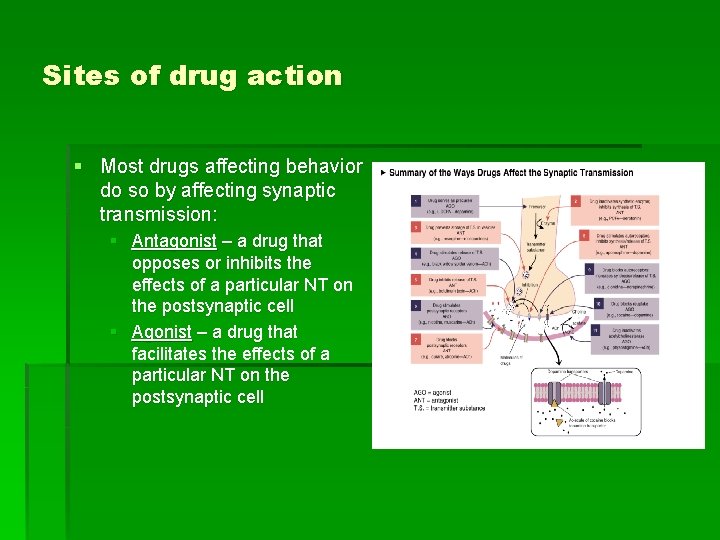 Sites of drug action § Most drugs affecting behavior do so by affecting synaptic