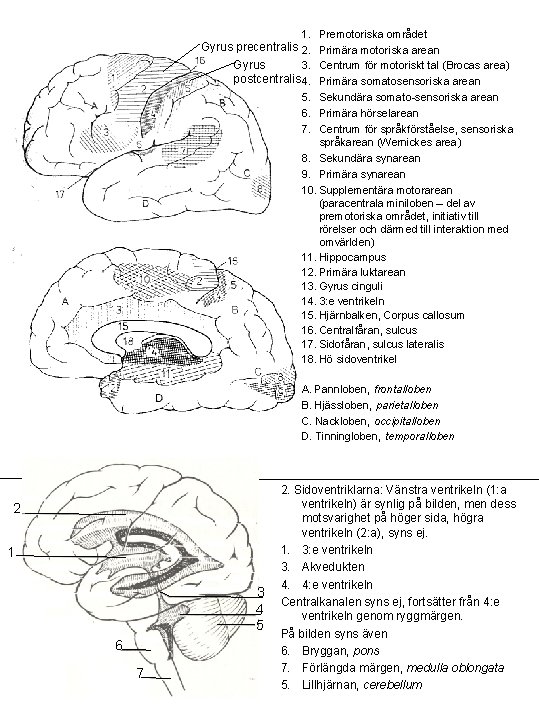 1. Gyrus precentralis 2. Gyrus 3. postcentralis 4. 5. 6. 7. Premotoriska området Primära