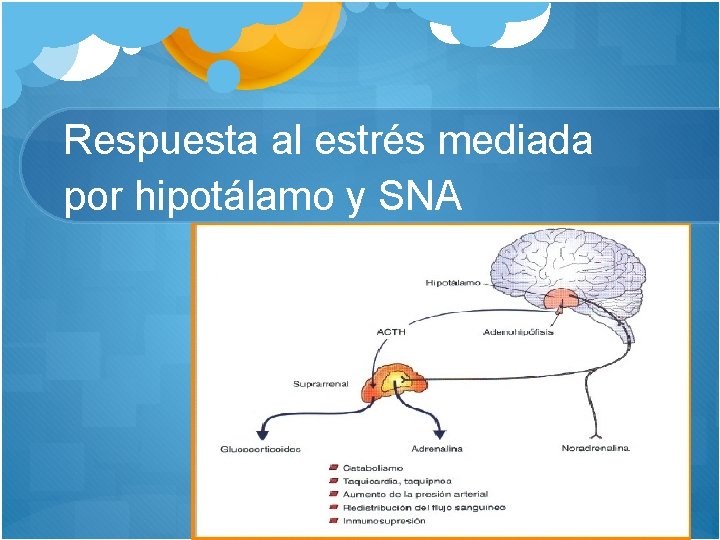 Respuesta al estrés mediada por hipotálamo y SNA 