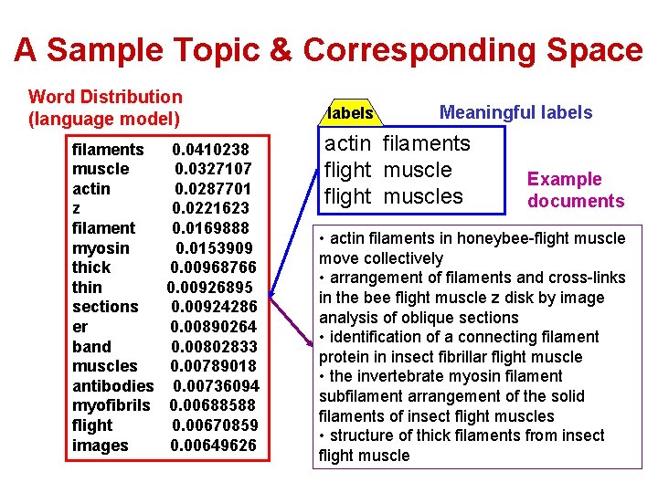 A Sample Topic & Corresponding Space Word Distribution (language model) filaments muscle actin z