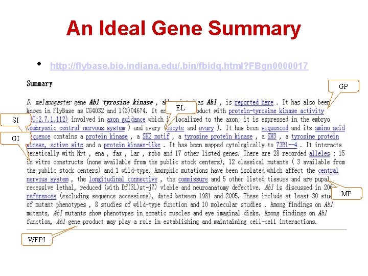 An Ideal Gene Summary • http: //flybase. bio. indiana. edu/. bin/fbidq. html? FBgn 0000017