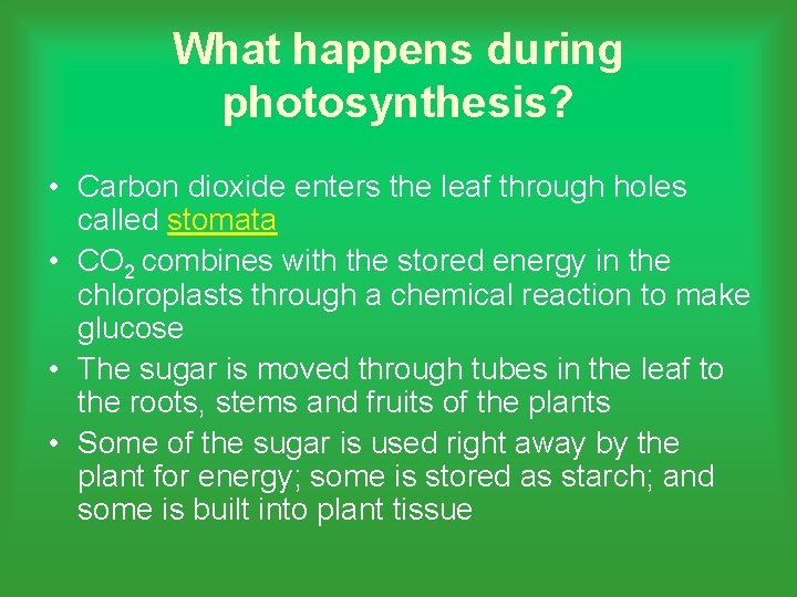 What happens during photosynthesis? • Carbon dioxide enters the leaf through holes called stomata