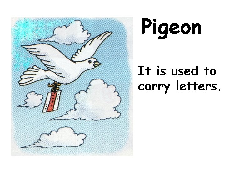 Pigeon It is used to carry letters. 