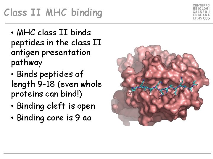 Class II MHC binding • MHC class II binds peptides in the class II