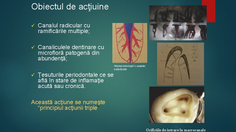 Obiectul de acţiuine ü Canalul radicular cu ramificările multiple; ü Canaliculele dentinare cu microfloră