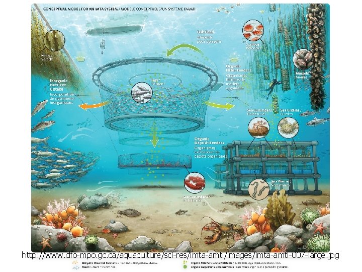 http: //www. dfo-mpo. gc. ca/aquaculture/sci-res/imta-amti/images/imta-amti-007 -large. jpg 