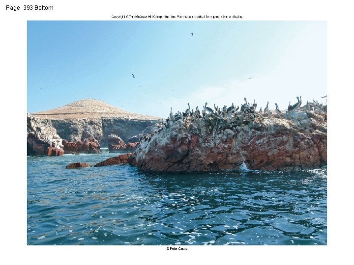 Page 393 Bottom 