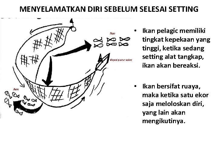 MENYELAMATKAN DIRI SEBELUM SELESAI SETTING • Ikan pelagic memiliki tingkat kepekaan yang tinggi, ketika