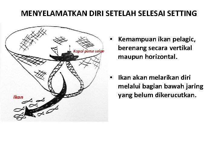 MENYELAMATKAN DIRI SETELAH SELESAI SETTING Kapal purse seine Ikan • Kemampuan ikan pelagic, berenang