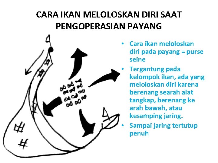 CARA IKAN MELOLOSKAN DIRI SAAT PENGOPERASIAN PAYANG • Cara ikan meloloskan diri pada payang