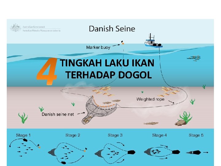 TINGKAH LAKU IKAN TERHADAP DOGOL 