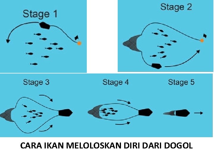 CARA IKAN MELOLOSKAN DIRI DARI DOGOL 