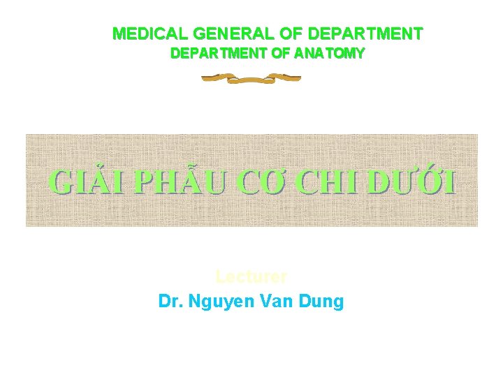 MEDICAL GENERAL OF DEPARTMENT OF ANATOMY GIẢI PHẪU CƠ CHI DƯỚI Lecturer Dr. Nguyen