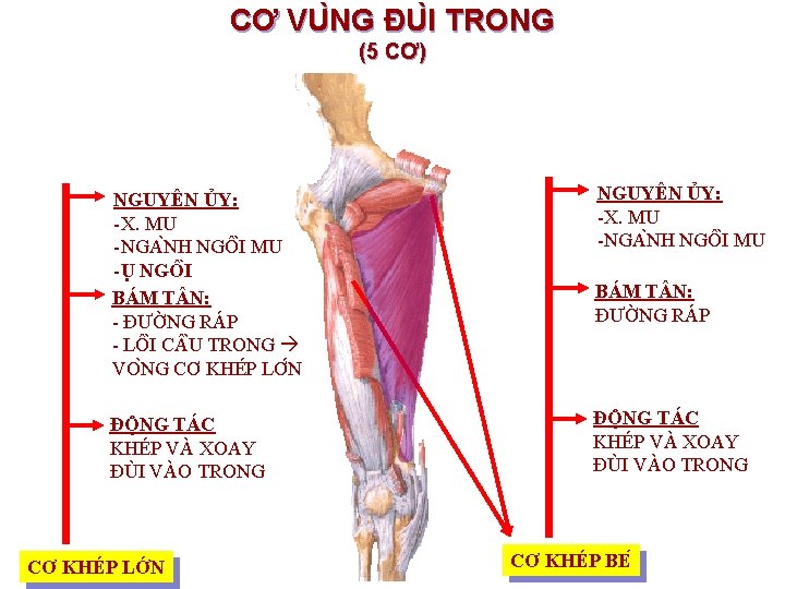 CƠ VU NG ĐU I TRONG (5 CƠ) NGUYÊN ỦY: -X. MU -NGA NH