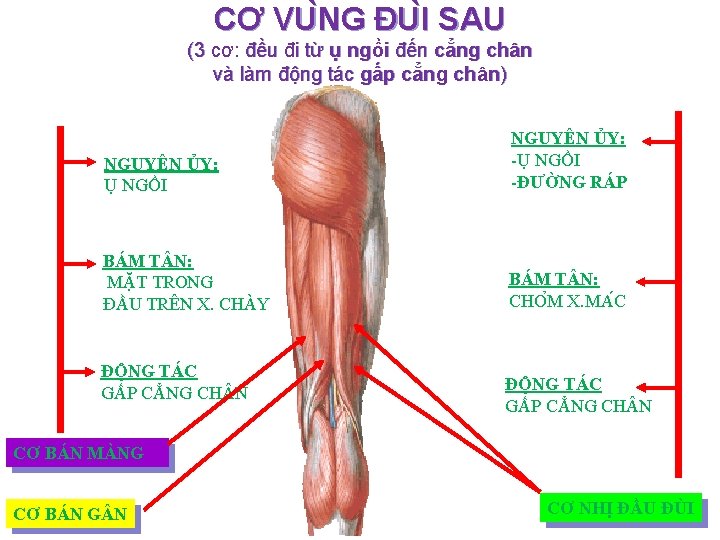 CƠ VU NG ĐU I SAU (3 cơ: đều đi từ ụ ngồi đến