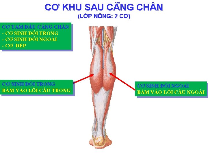 CƠ KHU SAU CĂ NG CH N (LỚP NÔNG: 2 CƠ) CƠ TAM ĐẦU