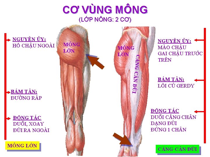 CƠ VÙNG MÔNG (LỚP NÔNG: 2 CƠ) NGUYÊN ỦY: HỐ CHẬU NGOÀI MÔNG LỚN
