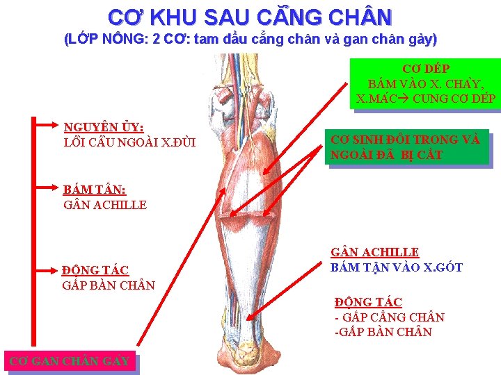 CƠ KHU SAU CĂ NG CH N (LỚP NÔNG: 2 CƠ: tam đầu cẳng