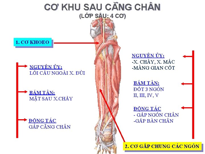 CƠ KHU SAU CĂ NG CH N (LỚP S U: 4 CƠ) 1. CƠ