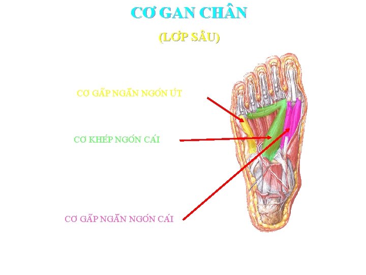 CƠ GAN CH N (LƠ P S U) CƠ G P NGĂ N NGO
