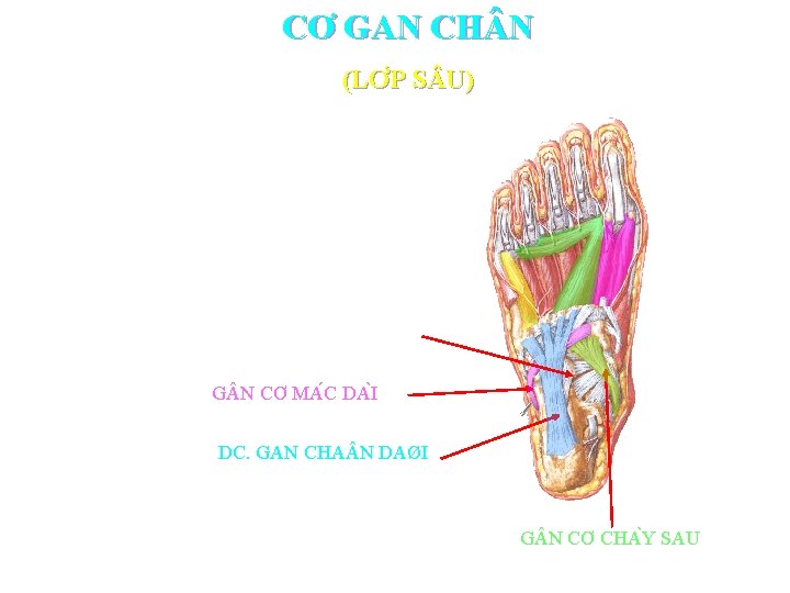 CƠ GAN CH N (LƠ P S U) D Y CHĂ NG GO T