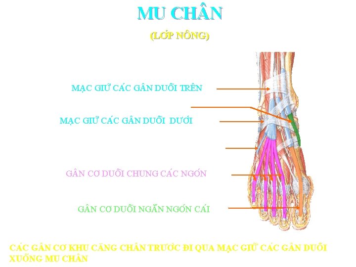 MU CH N (LƠ P NÔNG) MA C GIƯ CA C G N DUÔ