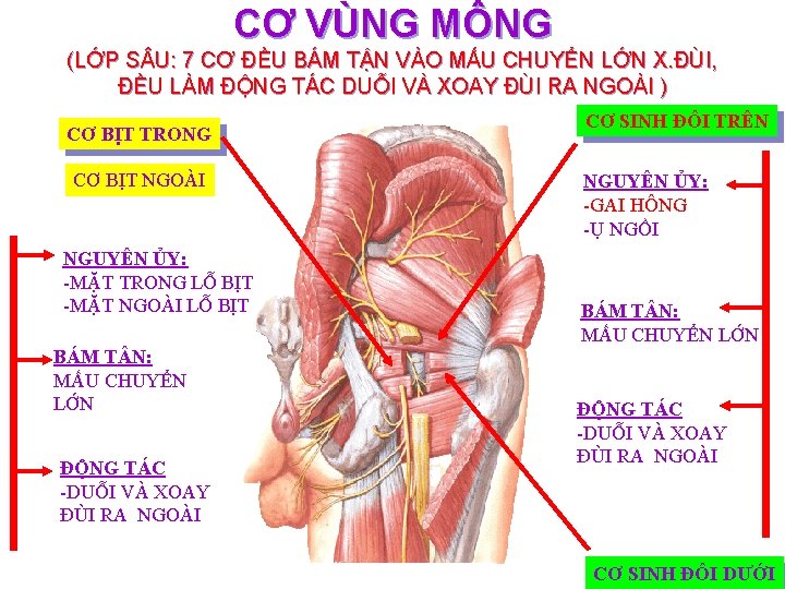 CƠ VÙNG MÔNG (LỚP S U: 7 CƠ ĐỀU BÁM TẬN VÀO MẤU CHUYỂN
