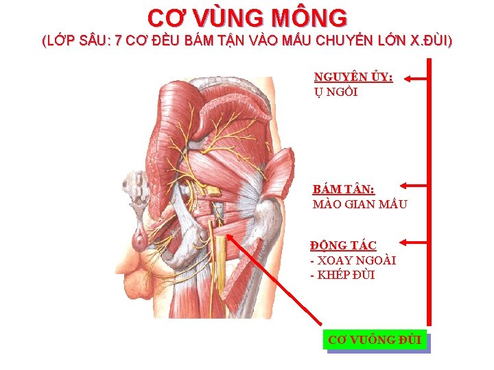 CƠ VÙNG MÔNG (LỚP S U: 7 CƠ ĐỀU BÁM TẬN VÀO MẤU CHUYỂN