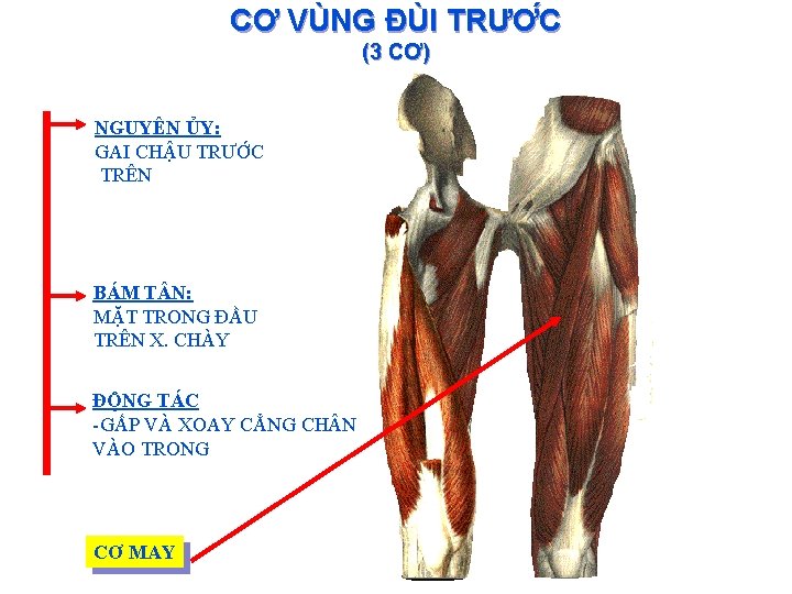 CƠ VÙNG ĐÙI TRƯƠ C (3 CƠ) NGUYÊN ỦY: GAI CHẬU TRƯỚC TRÊN BÁM