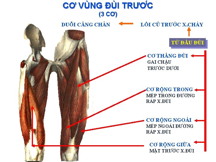 CƠ VÙNG ĐÙI TRƯƠ C (3 CƠ) DUỖI CẲNG CH N LỒI CỦ TRƯỚC