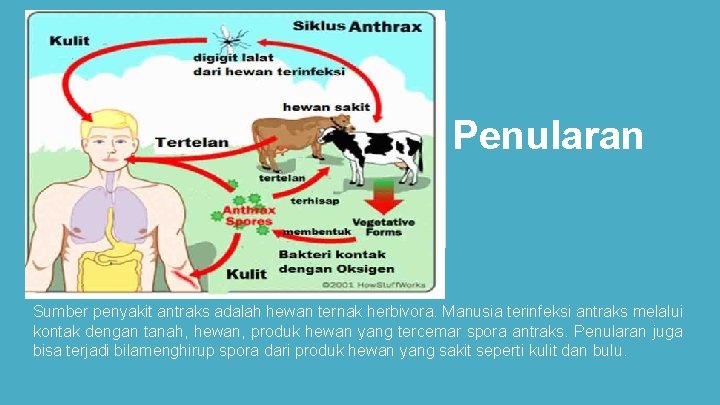 Penularan Sumber penyakit antraks adalah hewan ternak herbivora. Manusia terinfeksi antraks melalui kontak dengan