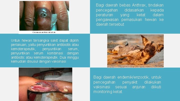 Bagi daerah bebas Anthrax, tindakan pencegahan didasarkan kepada peraturan yang ketat dalam pengawasan pemasukan