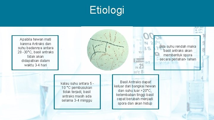 Etiologi Apabila hewan mati karena Antraks dan suhu badannya antara 28 -30°C, basil antraks