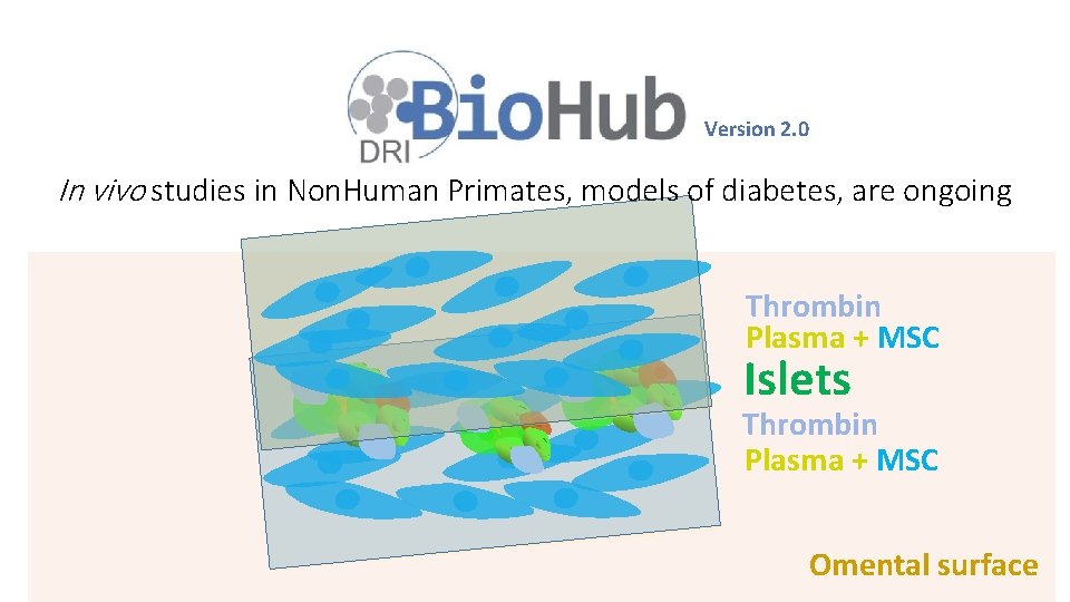 Version 2. 0 In vivo studies in Non. Human Primates, models of diabetes, are
